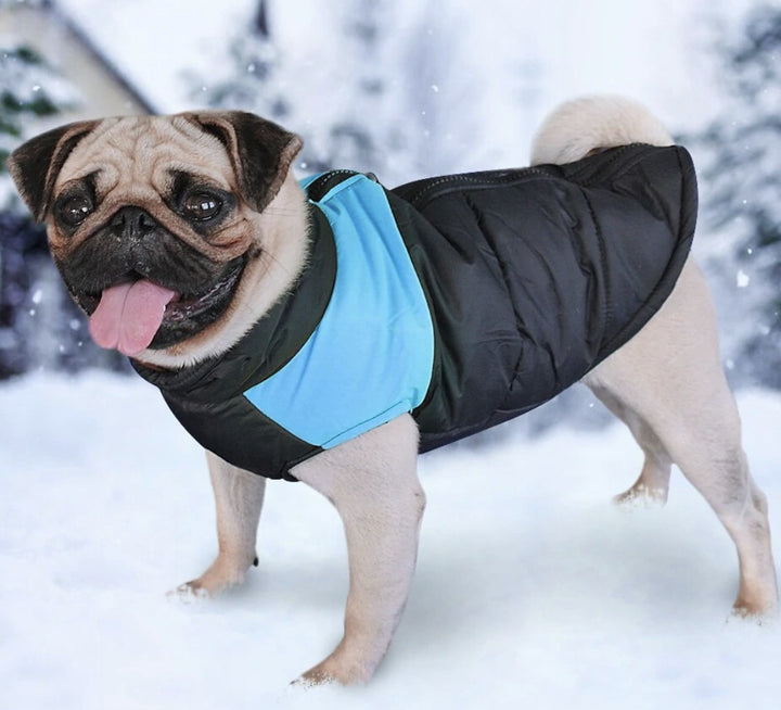 chaleco impermeable para perro
